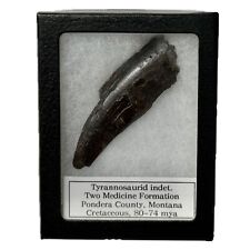 Tyrannosaurus rex tooth for sale  Lincoln City