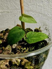 Monstera filamentosa croat gebraucht kaufen  Nachrodt-Wiblingwerde