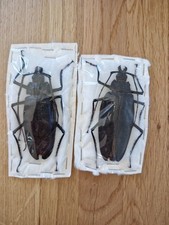 Ctenocelis ater coppia usato  Spedire a Italy