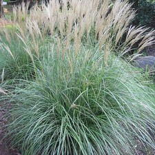 Miscanthus sinensis adagio d'occasion Miscanthus sinensis adagio d'occasion  Pouzauges