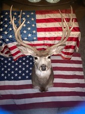 Mule deer mount for sale  Gordon
