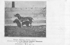 Braque german canine d'occasion  Expédié en Belgium