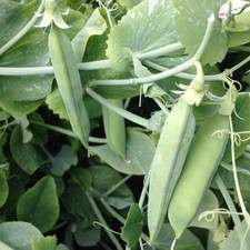 Pea onward plug for sale  NOTTINGHAM