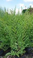 Wunderhecke sibirische ulme gebraucht kaufen  Kronburg
