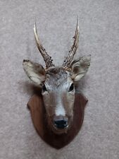 Taxidermy roe deer for sale  UK