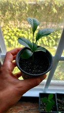Organic baby meyer for sale  Buffalo