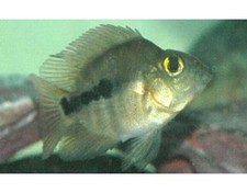 Blood red juvenile for sale  Miami