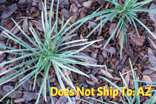 Monkey grass plants for sale  Miami