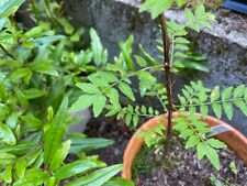 Sansho fresh cuttings for sale  Redmond