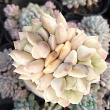 Echeveria cream puff for sale  Fallbrook