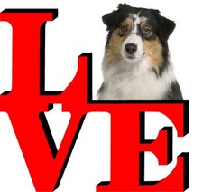 Australian shepard love for sale  Pottstown