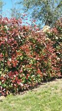 Pianta photinia red usato  Terlizzi