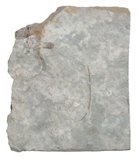 Karbon dichocrinus multiplex gebraucht kaufen  Erlangen