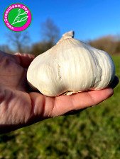Xxl pflanzknoblauch garcua gebraucht kaufen  Tittmoning