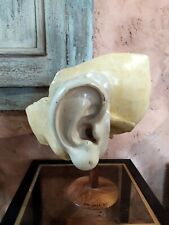 Oreille xxl grand d'occasion  Sainte-Colombe