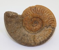 Ammonit hildaites murleyi gebraucht kaufen  Weeze