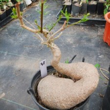 Rare plant succulentlive for sale  Shipping to United Kingdom