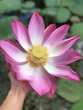 Big lotus flower for sale  Bonita Springs