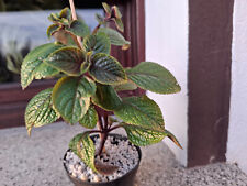 Weihrauch plectranthus ciliatu gebraucht kaufen  Förderstedt