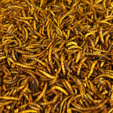 Juicy dried mealworms for sale  UK