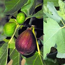 Ficus carica brown for sale  GLASGOW