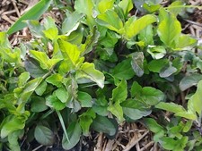 Thai holy basil for sale  Zolfo Springs