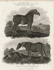 Horse suffulk draft for sale  Lake Villa