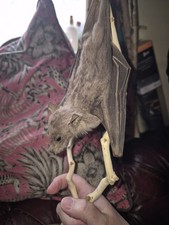 Taxidermy voodoo witchcraft for sale  DERBY