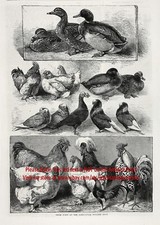 Estampa de gravura antiga grande da década de 1860 campeões de patos pombos frango comprar usado  Enviando para Brazil