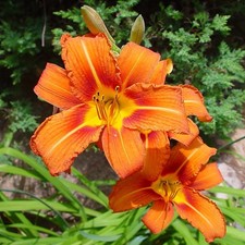 Day ditch lily for sale  Leavenworth