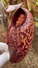 Nepenthes hybrid peltata for sale  Eugene
