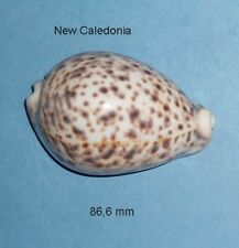 Cypraea tigris pardalis d'occasion  Sanary-sur-Mer