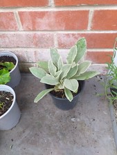 rose campion for sale rose campion for sale SOUTHAMPTON