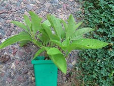 Blue iochroma pot for sale  Kansasville
