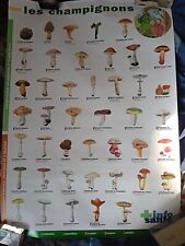 Affiche champignons comestible d'occasion  Catus