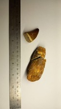 Dinosaur teeth fossil for sale  DRIFFIELD