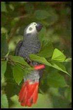 654056 african gray for sale  UK