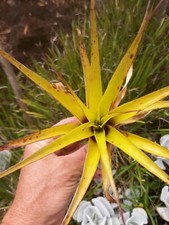 Pieces lot tillandsia for sale  Kailua Kona