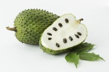 Soursop seeds graviola d'occasion  Expédié en Belgium