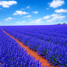 1200 lavender vera for sale  Greenville