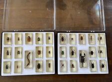 Collection inclusions insectes d'occasion Collection inclusions insectes d'occasion  Salbris