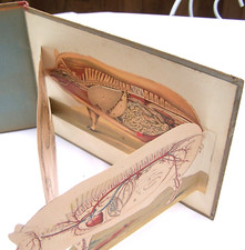 Porc anatomie physiologie d'occasion  Cosne-Cours-sur-Loire