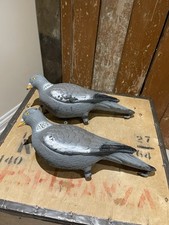 Full bodied pigeon for sale  OXFORD
