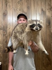 Beautiful vintage raccoon for sale  Port Matilda