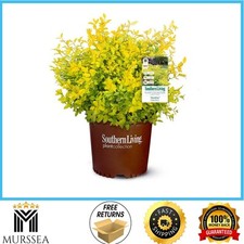 2.5 qt. sunshine for sale  Ripplemead