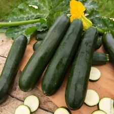 Lot graines courgette d'occasion  Chazelles