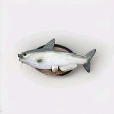 Cool cat fish for sale  LYMINGTON