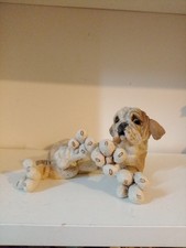 Country artists breed for sale  SPALDING