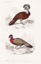 Crax rubra tragopan d'occasion  Expédié en France
