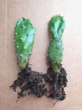 Indoor cactus house for sale  ADDLESTONE